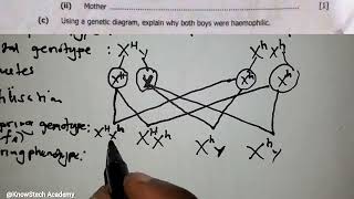 Biology Genetics Haemophilia Genetic Diagram [upl. by Jaret537]