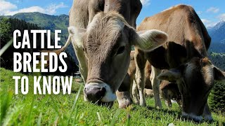 Types of Cows 20 Different Cow Breeds You Should Know [upl. by Bronny]