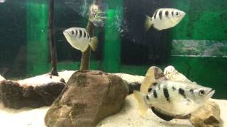 Big Banded Archerfish Toxotes Jaculatrix [upl. by Hahn]