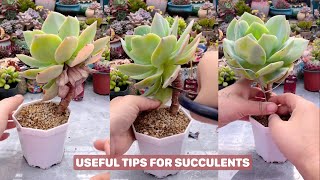 How to take care succulents  Summary of many tips succulents suculentas 다육 [upl. by Eihtak]