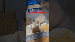 Katzenfutter kochen katze katzen cat tiere funny cute love pets animals lustig [upl. by Enak]