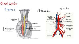 oesophagus surgical anatomy [upl. by Barcot]