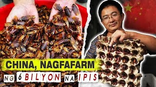 Bakit Nga NagAalaga At Nagpaparami Ng Ipis Ang China  6 Billion Na Ipis [upl. by Reeba]