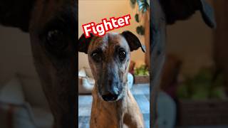 Stand off🐶🐗 dog rescuedog galgo trending pig funny doglife fighting [upl. by Yrojram]