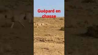 Guépard en chasse dans le parc du Serengeti safari cheetah felinos wildlife nature animals [upl. by Niwhsa]