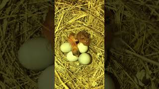 1zebra Finch and 1Bengalese Finch Chick Hatched 🐣 birds birdslover finch finchfinch nature [upl. by Lesde]