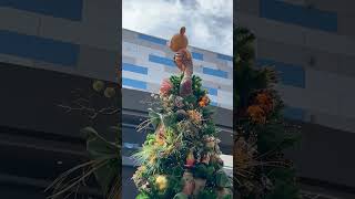 The 2024 Christmas Tree Stroll from Disney Springs  The Lion King disneysprings disneyholidays [upl. by Ardnaskela713]