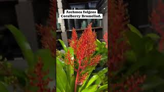 Coralberry  Aechmea fulgens plants flowers garden nature fyp [upl. by Orit]