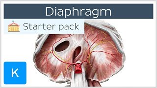 Diaphragm  Definition Function Muscle amp Anatomy  Kenhub [upl. by Adnuhser608]