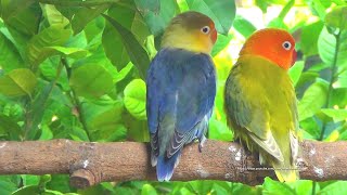 Lovebird Sounds from Parblue Violet Fischers amp Pastel Green Opaline Fischers [upl. by Vharat]