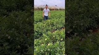 Friends eating pepino melon fruit pepino fruiteating shorts [upl. by Naryk]