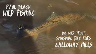 BIG WILD Trout Smashing Dry Flies in the Hills of Scotland [upl. by Weisburgh2]