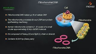 Mitochondrial DNA  Medvizz molecular biology animated lectures [upl. by Nnyleve]