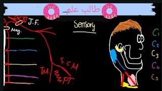 cervical plexus شرح اعصاب الرقبة [upl. by Anem]