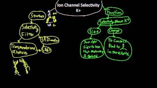 K ion channel selectivity [upl. by Eidna]