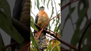 The hawk cuckoo birds [upl. by Petunia560]