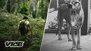 Did This Man Find The Extinct Tasmanian Tiger [upl. by Nils450]