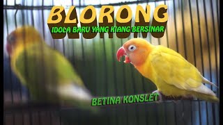 Idola Baru BLORONG Betina Konslet Kian Bersinar [upl. by Rubenstein809]