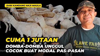 Review Harga Domba Mulai 1 Juta Cocok Buat Pemula  AGROTV9 [upl. by Theo335]