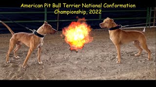 Best Champion APBTs American Pit Bull Terrier Nationals Complete Show 2022—Salt Lake Utah [upl. by Bili344]