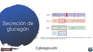 Secreción de glucagón Somatostatina Control endocrino de la homeostasis de la glucosa Hipoglicemia [upl. by Hillell]