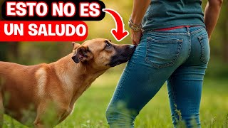 El CURIOSO hábito de los PERROS La razón de olfatear traseros [upl. by Hatfield]