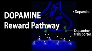 Neuroscience Basics Dopamine Reward Pathway Animation [upl. by Corabel]