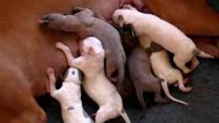 Hungry One Day Old Greyhound Puppies [upl. by Mariya83]