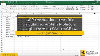 GFP Production  Part 9B Calculating Protein Molecular Weight from an SDSPAGE Gel [upl. by Norrabal]