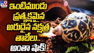 Star Tortoise  ఇంటిముందు ప్రత్యక్షమైన అరుదైన నక్షత్ర తాబేలు అంతా షాక్  TV9 [upl. by Eenolem]