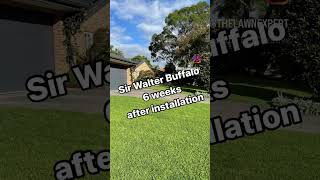 Sir Walter Buffalo turf doing really well after 6 weeks  Buffalo Lawn Care Lawn Treatment [upl. by Kanor]