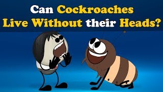 Can Cockroaches live without their Heads  more videos  aumsum kids education children [upl. by Rudie]