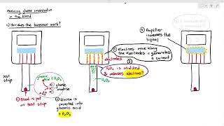 1414 Measuring Glucose in the Blood using a Biosensor Cambridge AS A Level Biology 9700 [upl. by Chapa172]