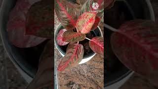 Aglaonema PlantAglaonema Plant In MalayalamShorts [upl. by Lune]