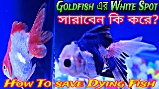 White Spot Disease Treatment  White Spot Disease On Goldfish  White Spot Disease On Fish  Fish [upl. by Namyl]