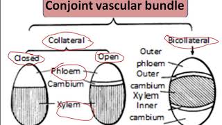 Types of vascular bundles BSc II Year [upl. by Redla]