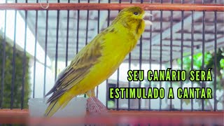 Canção de Canário Belga para Treinar Canários Jovens e Silenciosos a Cantar Diretamente 21 [upl. by Titus307]