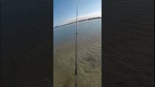 BIG Sunshine Coast whiting fishing beach sunshinecoast aussie viral fyp foryou bigfish [upl. by Hanauq]