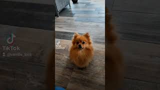 Quelle glouton spitzdog love pomeranian cute spitzdog spitzlovers spitz pom [upl. by Sirtaeb]