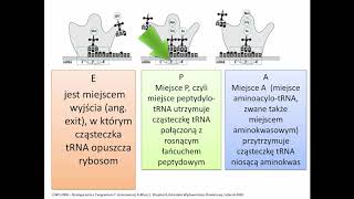 TRANSLACJA  synteza białek  genetyka  KOREPETYCJE z BIOLOGII  216 [upl. by Tnomad459]