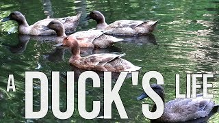 A Ducks Life  Relaxing Sounds of Ducks on a Farm No Dialogue [upl. by Hawkie]