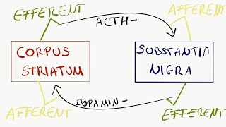 Afferent und Efferent [upl. by Nennarb]