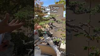 How to Create Pads on your Bonsai bonsai bonsaitree bonsaidesign gardening plants shorts [upl. by Tai]