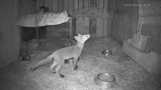 LES VISITEURS SE SUCCÈDENT DANS LA CABANE AU FOND DU JARDIN [upl. by Archibaldo]