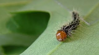 Antheraea pernyi  eggs and L1 caterpillars [upl. by Aivatnuhs415]