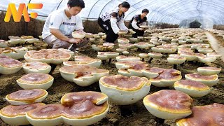 How To Red Reishi Mushroom Farming From Wooden Log  Reishi Mushroom Harvesting  Modern Farm➤45 [upl. by Volpe]