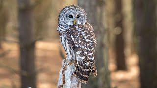 Barred Owl call  sounds  Hooting  Vocals [upl. by Isak]