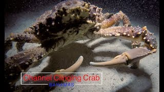 Channel Clinging Crab  Night Dive  Bahamas [upl. by Eseela]