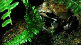 Smokey Jungle Frog catches eats crickets [upl. by Nuyh274]