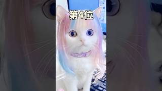 ネコさんの動画見て笑ったら寝ろwwwwwww [upl. by Orvan]